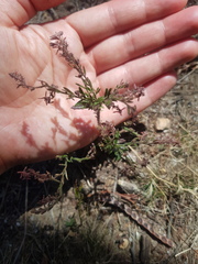 Gonocarpus elatus
