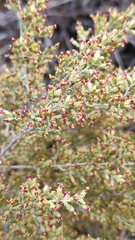 Artemisia barrelieri