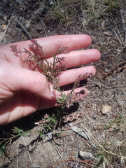 Gonocarpus elatus