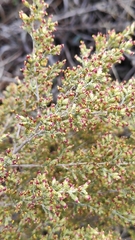 Artemisia barrelieri