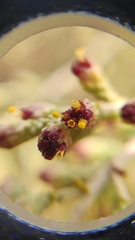 Artemisia barrelieri