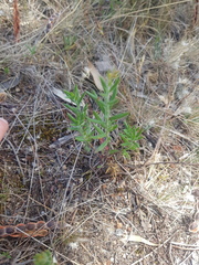 Gonocarpus elatus
