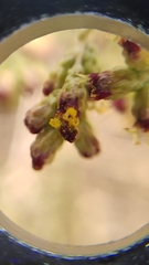 Artemisia barrelieri