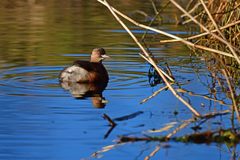 Tachybaptus ruficollis