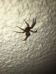 Lycosoides coarctata