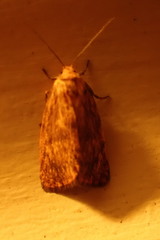 Garrha atoecha
