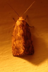 Garrha atoecha