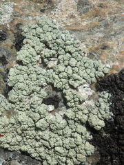Protoparmeliopsis pinguis