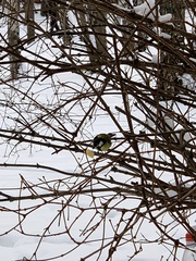 Parus major