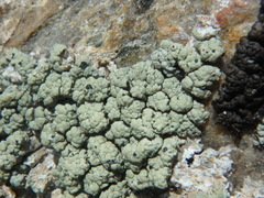 Protoparmeliopsis pinguis