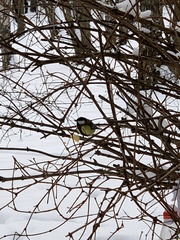 Parus major