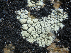 Protoparmeliopsis pinguis