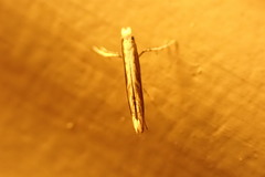 Epicephala acrobaphes