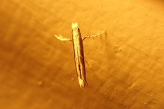 Epicephala acrobaphes