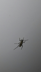 Chlorophorus annularis