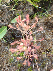 Drosera curvipes