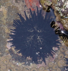 Stomopneustes variolaris