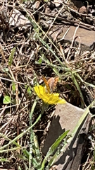 Lycaena phlaeas phlaeoides