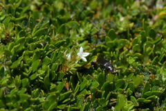 Galium perpusillum