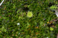 Leptinella squalida