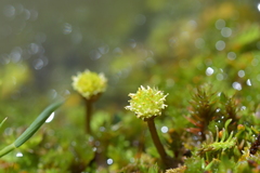 Leptinella squalida