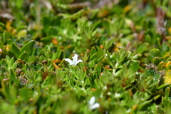 Galium perpusillum