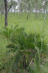Cycas candida