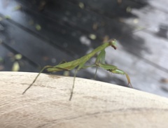 Polyspilota aeruginosa