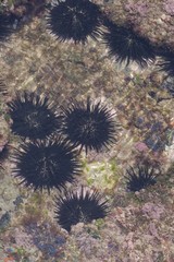 Stomopneustes variolaris