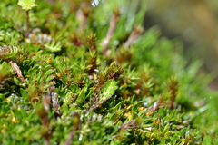 Leptinella squalida