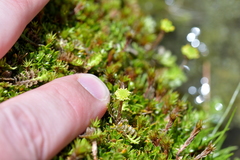 Leptinella squalida