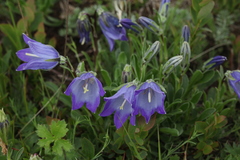 Campanula tridentata biebersteiniana