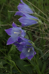 Campanula tridentata biebersteiniana