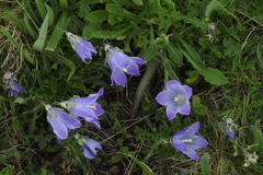 Campanula tridentata biebersteiniana