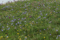 Campanula tridentata biebersteiniana