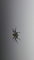 Chlorophorus annularis