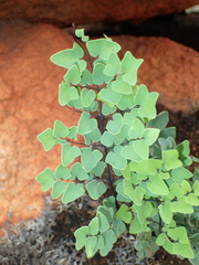 Pellaea calomelanos