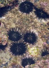 Stomopneustes variolaris