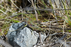 Brachaspis collinus
