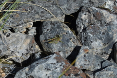 Brachaspis collinus