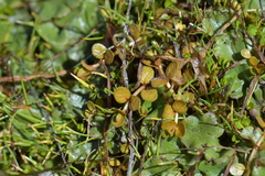 Epilobium komarovianum