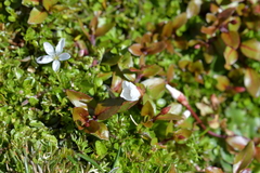 Epilobium macropus