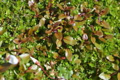 Epilobium macropus