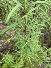 Cassinia aureonitens