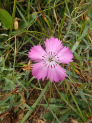Dianthus caucaseus