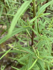 Cassinia aureonitens
