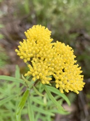 Cassinia aureonitens