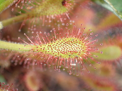 Drosera curvipes