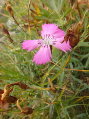 Dianthus caucaseus