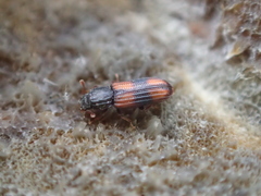 Bitoma crenata